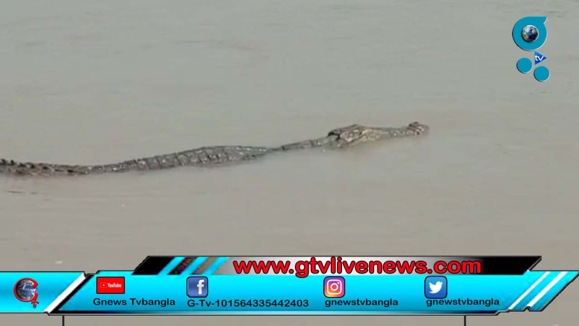 বহরমপুরে দেখা মিললো কুমিরে