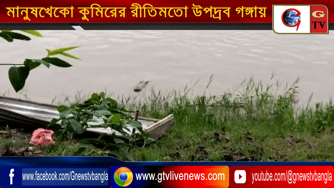 সম্প্রতি মানুষখেকো কুমিরের রীতিমতো উপদ্রব বেড়েছে বহরমপুর শহর সংলগ্ন গঙ্গায়